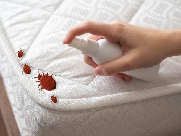 Best Local Pest Control Services  in Lennox, CA